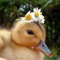 Cute Baby Duckling