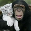 iamamonkeytiger