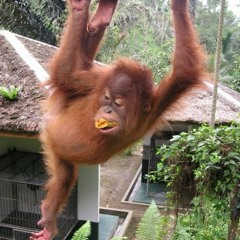 Alexander Bühler-Rose