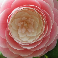 Raya Alon Ben Yaacov