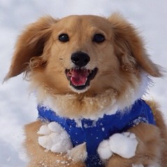 Calm Like You live The Last Shadow Puppets