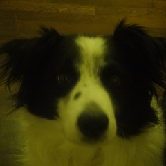frankiapple