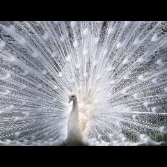 Usher- Up