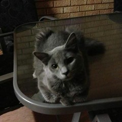 Daniel-Charles Gibson