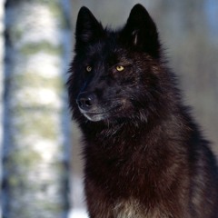 Wolfie.S.Blood