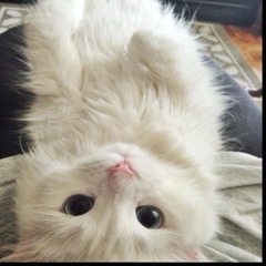 IG||i_frozen_arendelle