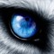 TK Wolf 1