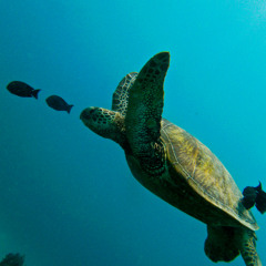 seaturrrtle