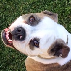 Shelby the Bully Dog