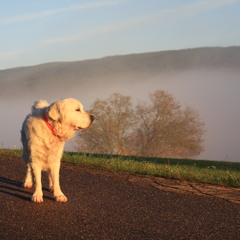 Sander van den Horst