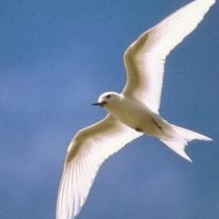 yachawi