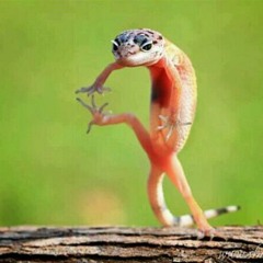 Isha/Gecko