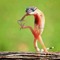 Isha/Gecko