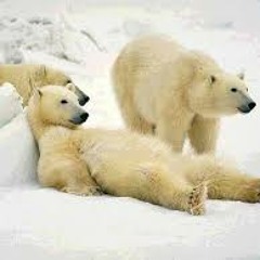 Alias Polarbear