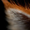 Mister Fox