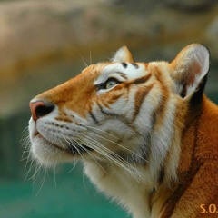 Karen Stormie Crawford