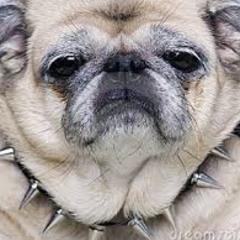 •PugPee•