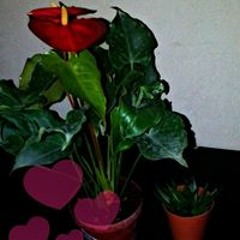 Nur Syazana Bt Ramlee