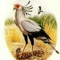 adarob