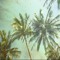 Palm_Palm