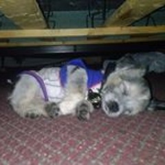 Bhaddbytches Imaboss