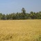 vipivipin