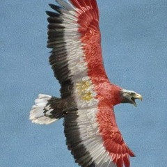 Mohamed Abdel Gawad 95