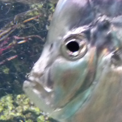 Luis do Vento e das ilhas