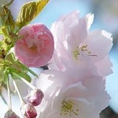 عمار صرصر