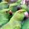 Society Parakeet