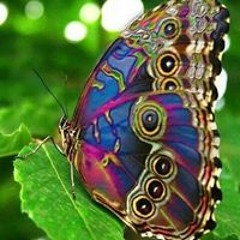 Deborah Terrell Agee