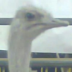 PON3