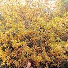 Phattaraporn Malaikham