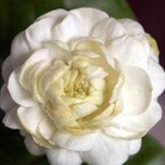 Fayrouz Abd El Mohsen