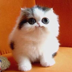 Cute Kitteh