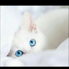 Hany Zeedan 1