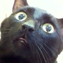NoCatsAllowed