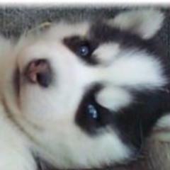 Shamim A5258