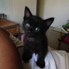 Anthony Rodriguez 56