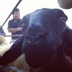 Pe Zung ToSynyster Gates