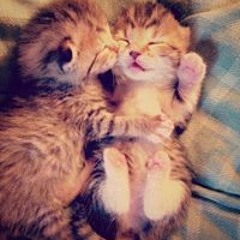 Yossra Abdelhamid Mahmoud