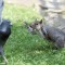 DaringSquirrel