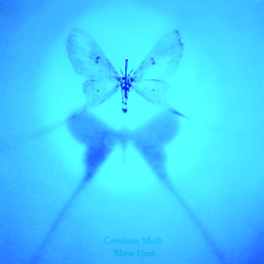 Cerulean Moth