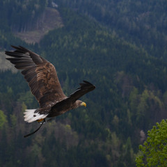 ecologer