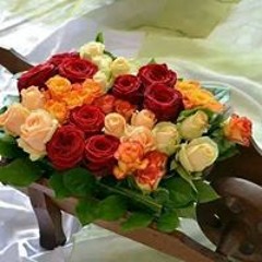Marwa Hamdy 17