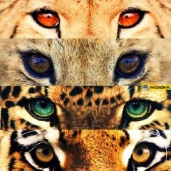 Animals Gone Wild Network