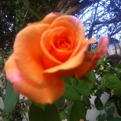 Eng Salsabeel ElHelou