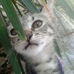 Pedro Daniel Euan Chan