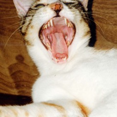 cat2151