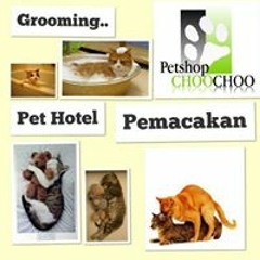 Choco Catlovers